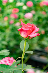 Single pink rose with Soft Green Bokeh