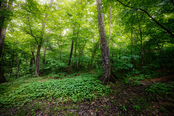 In summer forest at sunny day.