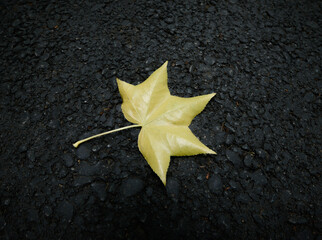 Fallen autumn leaf on asphalt.