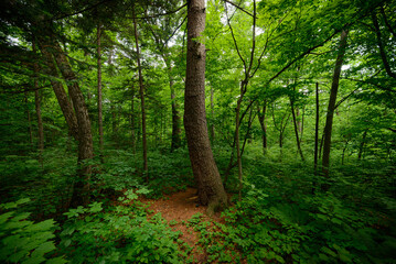 In summer forest at sunny day.