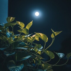 Glowing Green Foliage in Dark Night Sky