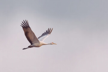 Obraz premium minimalist photograph of single colored crane set against light gray sky in denmark essence of seasonal transition