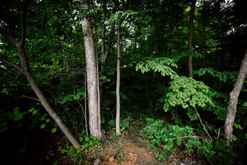 In summer forest at sunny day.