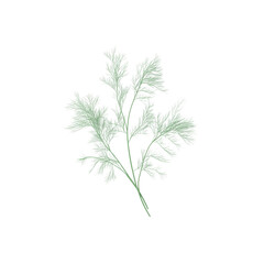Fototapeta premium Delicate Silver-Green Sprig of Artemisia Annua, Isolated on Black