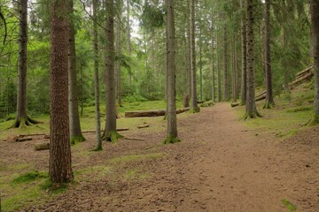 Trees in a fir forest.