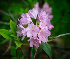 Rhododendron catawbiense flowers in the park. Natural light.