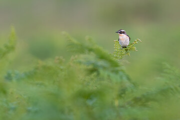 Whinchat (Saxicola rubetra) perched on a fern, Perthshire, Scotland