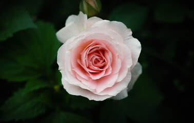 Withered rose in the garden. Shallow depth of field.