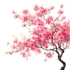  Cherry trees (sakura) pink blossoming on transparent background