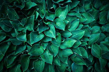 Fresh green plant as background. Selective focus with shallow depth of field.