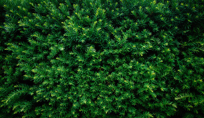 Taxus branches at sunlight. Selective focus. Shallow depth of field.