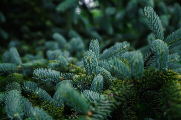 Pine branches at springtime. Selective focus with shallow depth field.