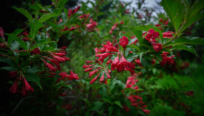 Weigela flowers in the garden. Shallow depth of field.