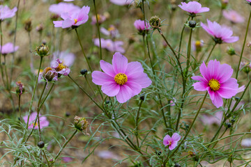 秋に咲くピンク色のコスモスの花