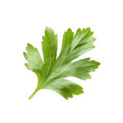 Single Fresh Parsley Leaf Isolated on Black Background