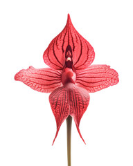 Fototapeta premium Red Disa Orchid showcases vibrant petals.isolated on transparent background