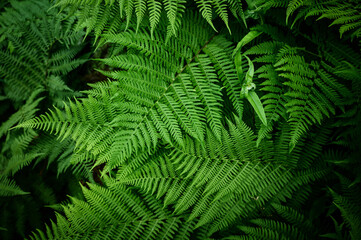 Green fern leaves at spring.