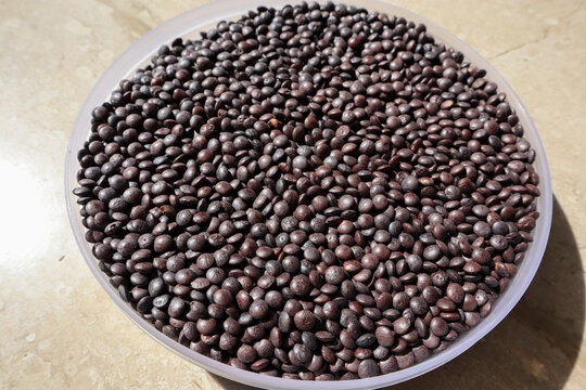 Masoor Dal in black brown color. Red lentil pulses in plate