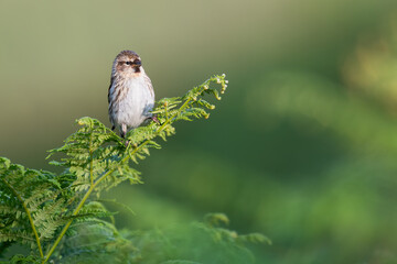 Redpoll (Acanthis flammea) on a fern, Perthshire, Scotland