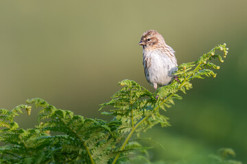 Redpoll (Acanthis flammea) on a fern, Perthshire, Scotland