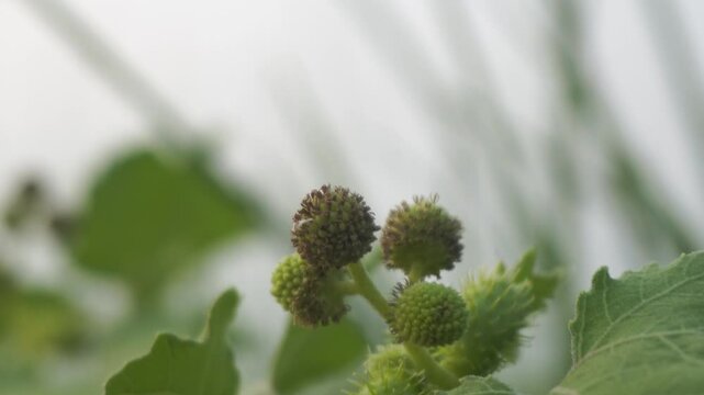 Spiny burs of common cocklebur plant, Xanthium strumarium, hooked seed pods clinging to surfaces, invasive weed, natural dispersal mechanism, macro detail.