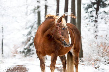 horse in winter