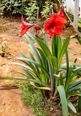 Red Hippeastrum flower for decoration