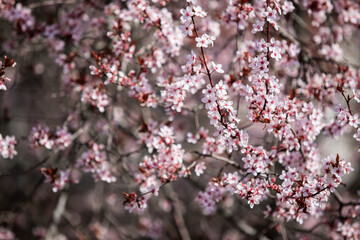 pink cherry blossom