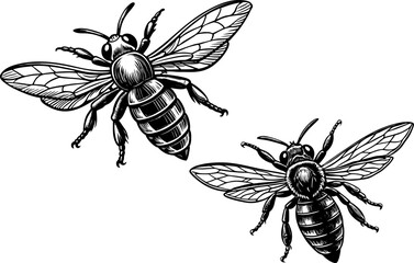 A bee in mid-flight, isolated on a white background. Flying bees with dotted path. Insects group