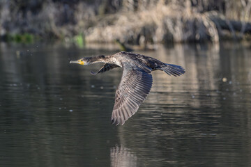 Cormorant Soaring Low Over Water with Forest Reflections