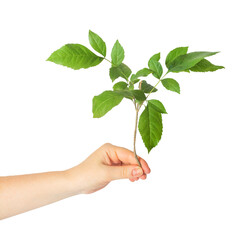 Isolated photo of female hand holding tree branch on white background.