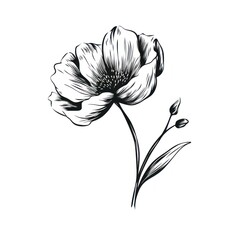 Obraz premium Flower drawing sketch plant.