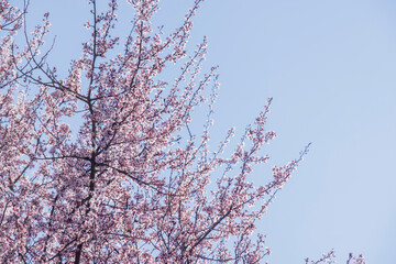 cherry blossom against blue sky