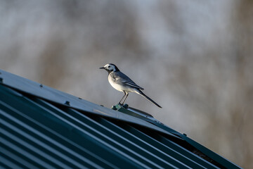 White Wagtail Perched on Roof – Close-up Wildlife Photography