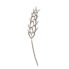 Ear of wheat or spelt ink sketch. Dried whole grains, cereal harvest, agriculture, organic farming, healthy food symbol. Ears of wheat are drawn by hand. Vector illustration on isolated background