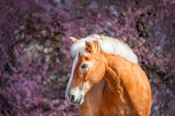 portrait of a brown horse