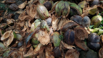 close-up view of dried coconut shell
