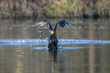 Cormorant Taking Flight from Water Surface, Danube