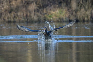 Cormorant Taking Flight from Water Surface, Danube