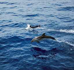 dolphins