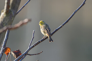 Yellowhammer Bird Perched on a Bare Branch in Natural Habitat