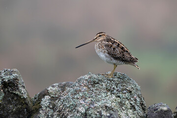 Common snipe, Gallinago gallinago