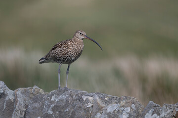 Curlew, Numenius arquata
