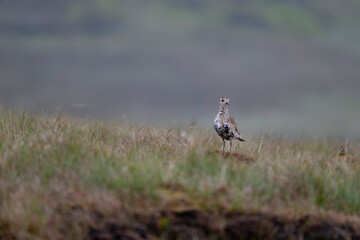 Golden plover, Pluvialis apricaria