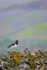 Oystercatcher, Haematopus ostralegus
