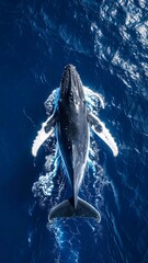 Naklejka premium Whale Seen from Above in Open Ocean
