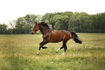 horse in the field