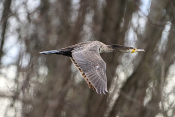Title:
Cormorant Soaring Gracefully Above Woodland Canopy in Full Flight
