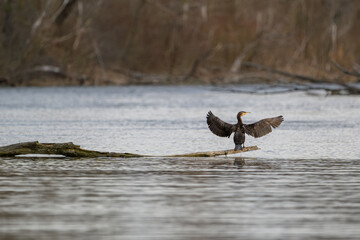 Cormorant Drying Wings on Driftwood in Tranquil Wetland, Danube
