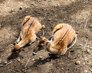 Formosan Sika deer in the zoo with close up shot